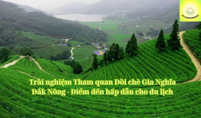 Trải nghiệm Tham quan Đồi chè Gia Nghĩa Đắk Nông - Điểm đến hấp dẫn cho du lịch